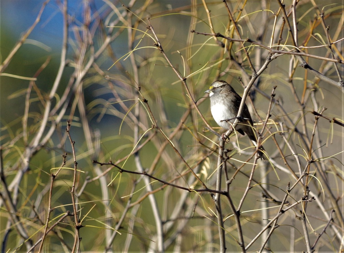White-throated Sparrow - Brenda Wright