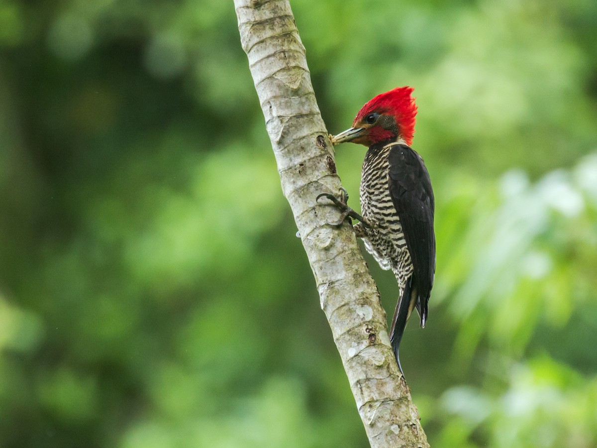 Helmeted Woodpecker - Nick Athanas