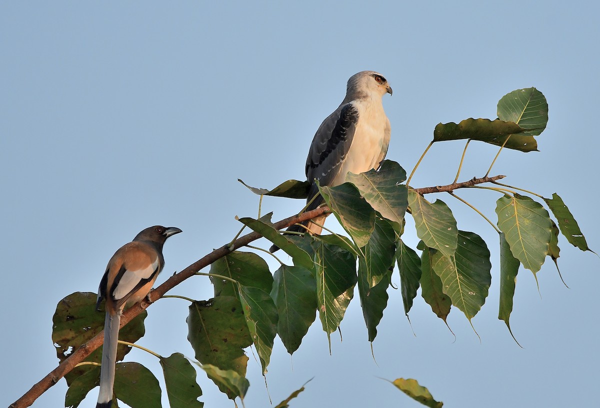 Black-winged Kite - HG Prashanthakumar