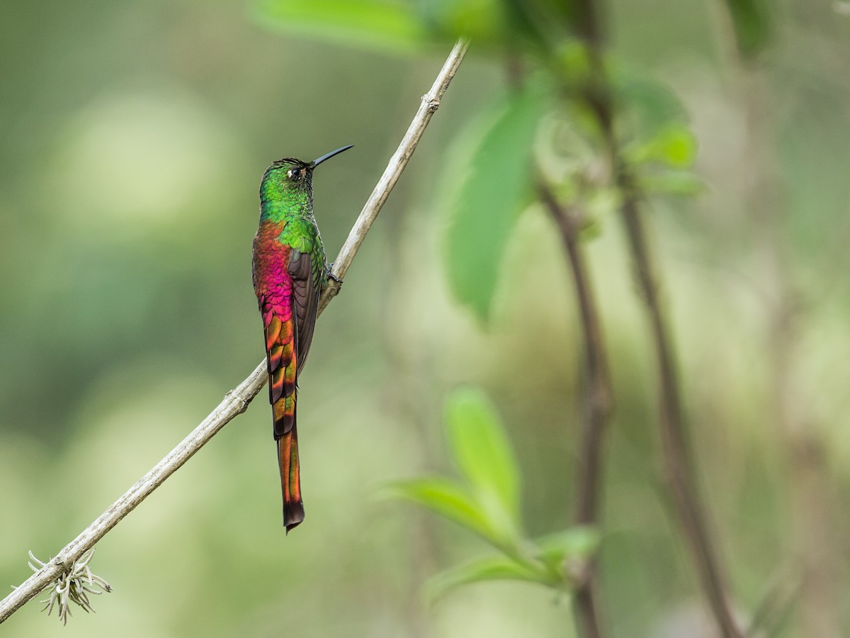 Red-tailed Comet - ML130092361