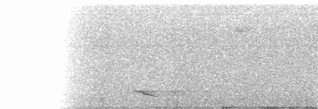 Lance-tailed Manakin - ML130093041