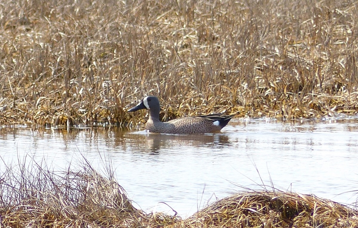 Blue-winged Teal - ML130095501