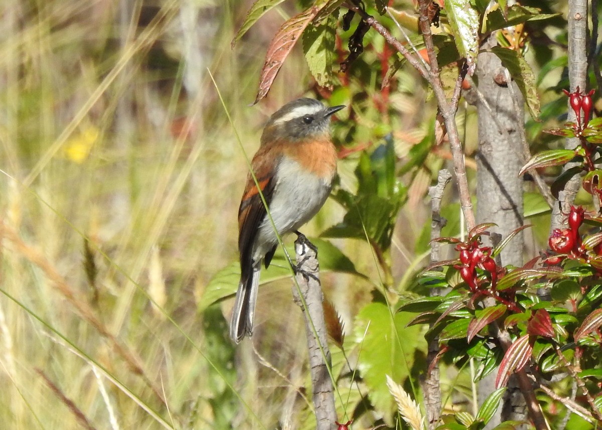 Rufous-breasted Chat-Tyrant - ML130096791