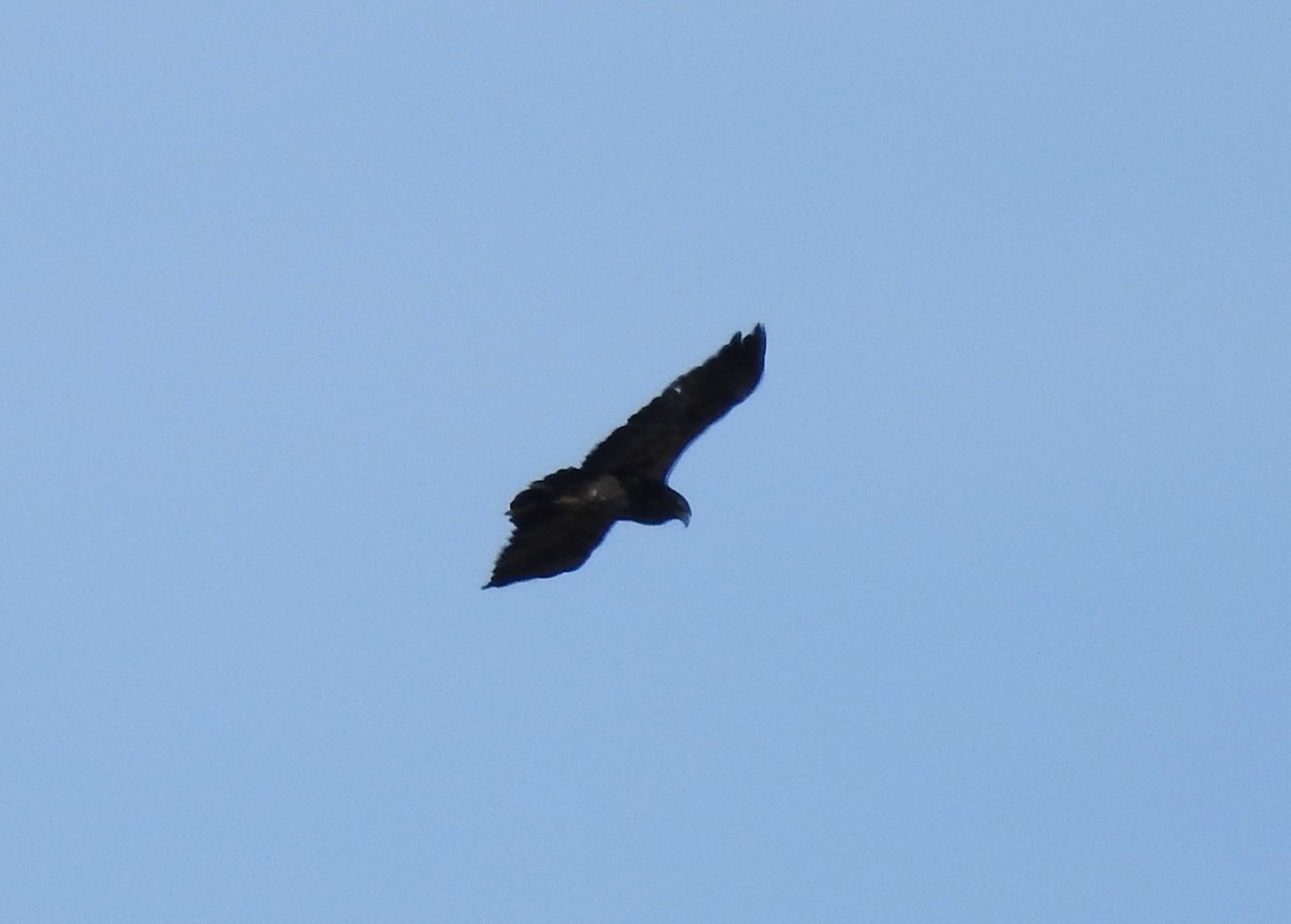 Black-chested Buzzard-Eagle - ML130096831