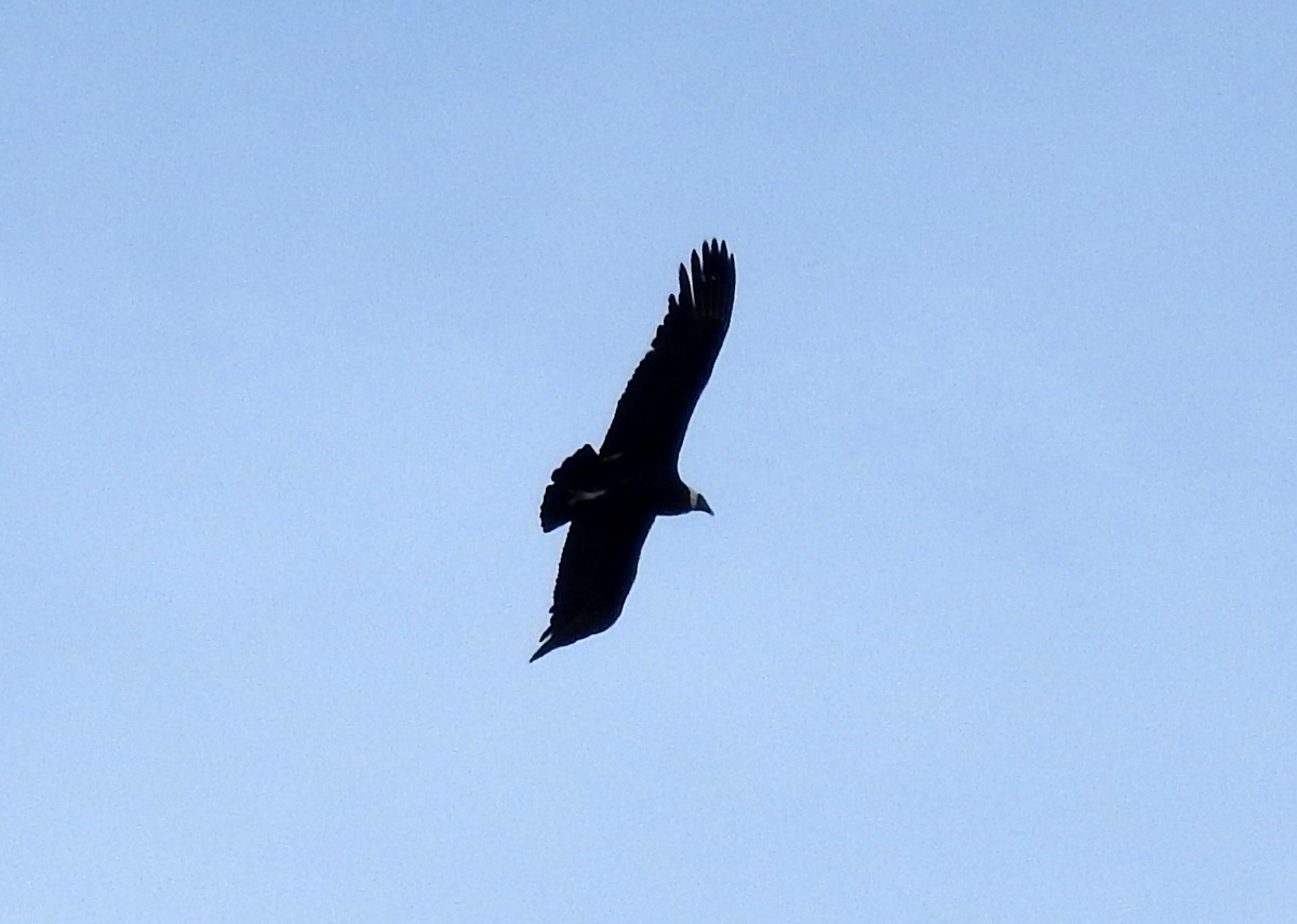 Condor des Andes - ML130096891
