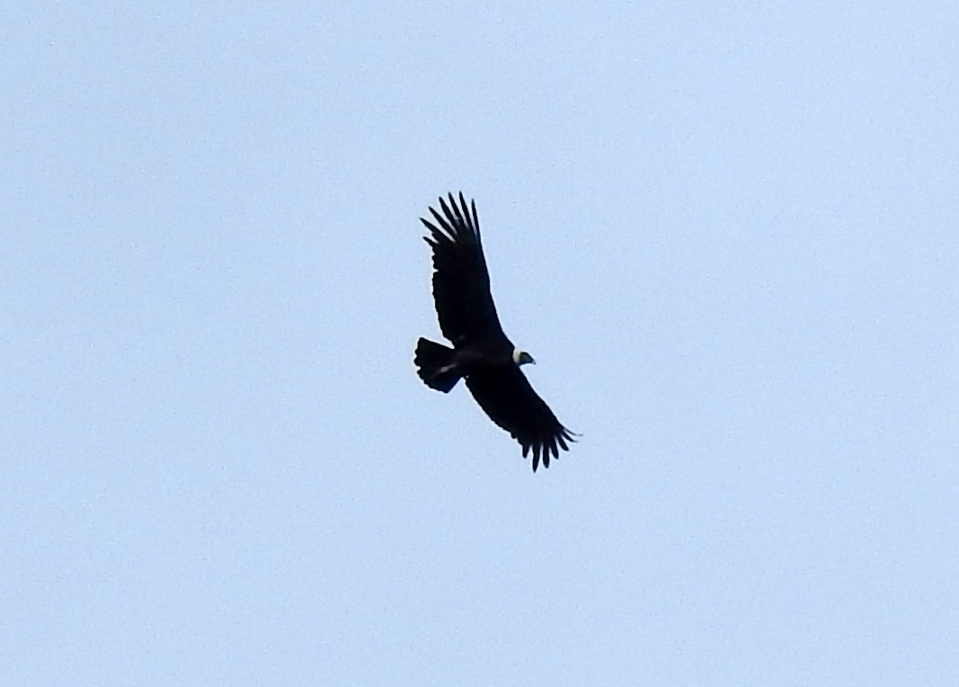 Condor des Andes - ML130096901