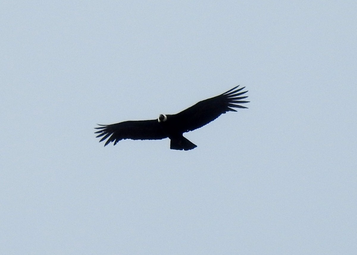 Condor des Andes - ML130096911