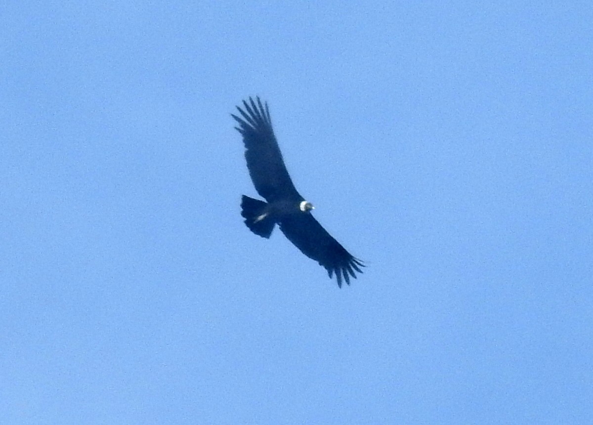 Andean Condor - ML130096921