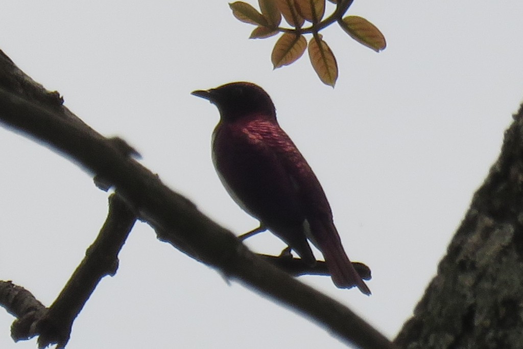 Violet-backed Starling - ML130097131