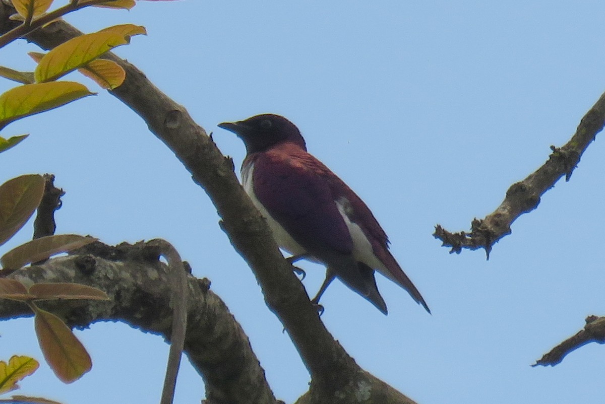Violet-backed Starling - ML130097141