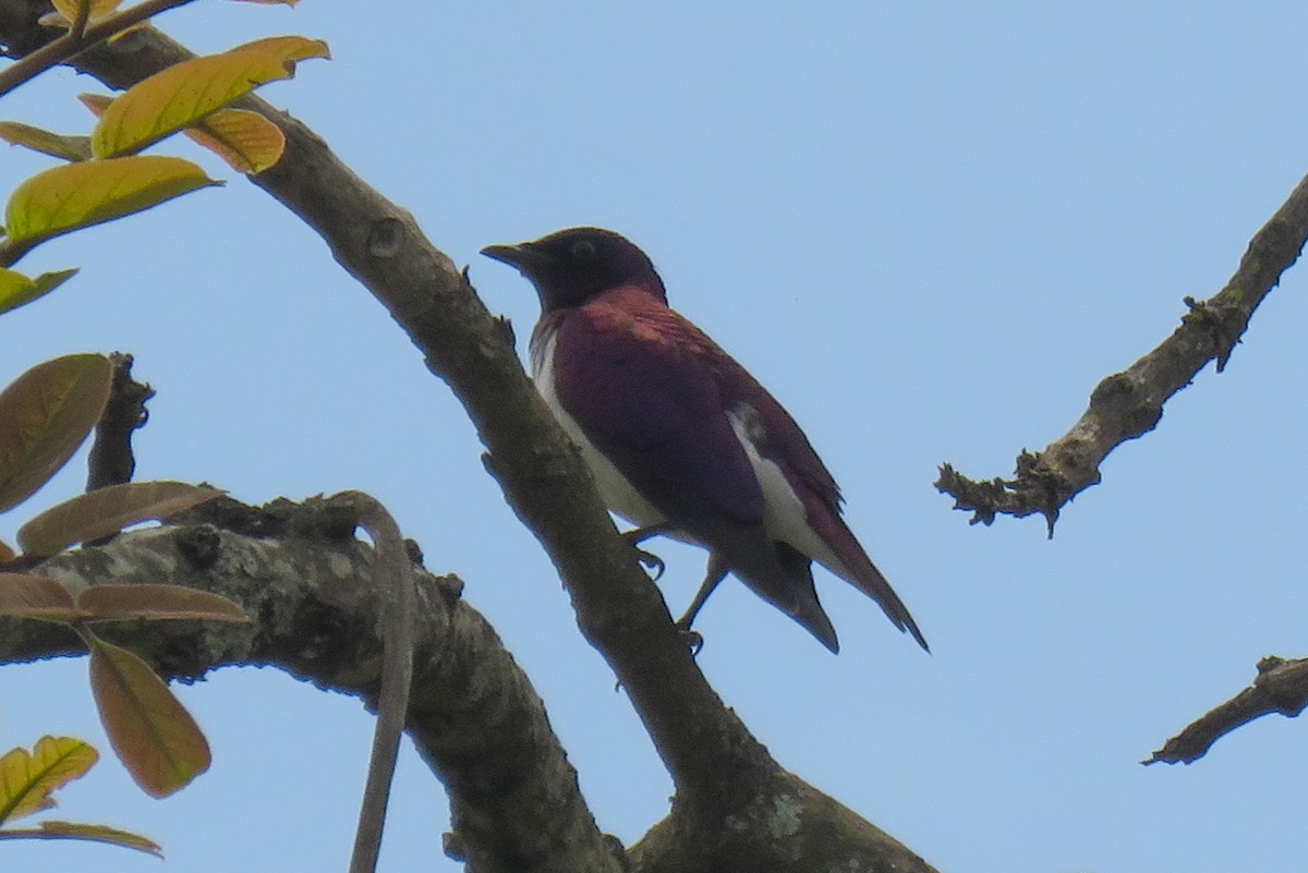 Violet-backed Starling - ML130097171