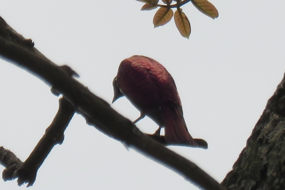 Violet-backed Starling - Becky Marvil