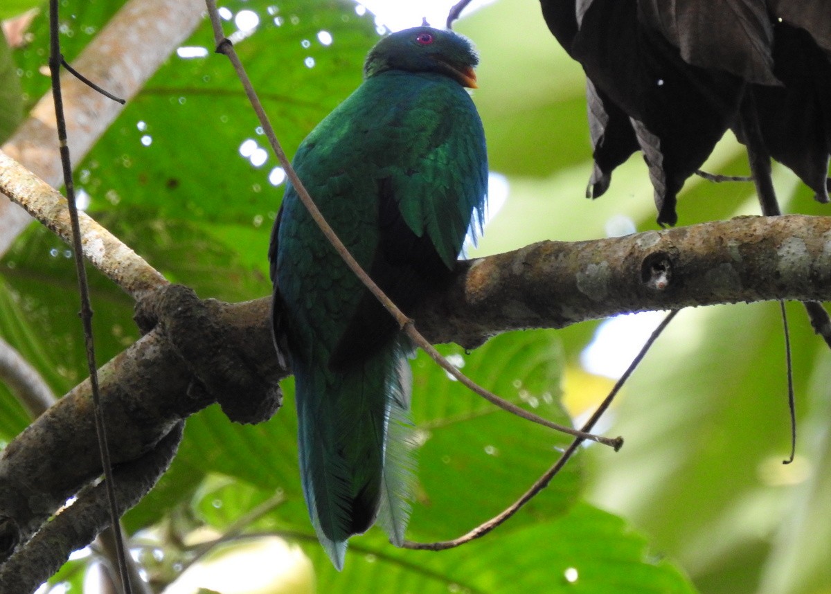 Crested Quetzal - Andy Frank