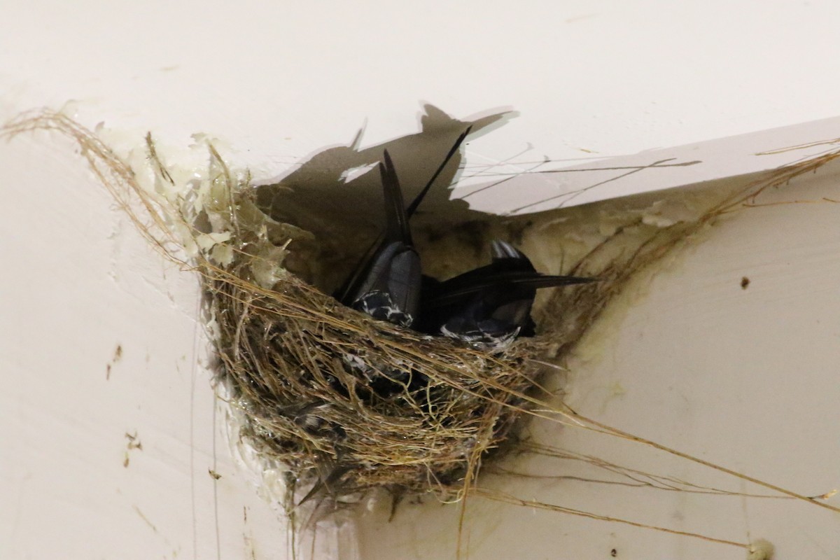 Black-nest Swiftlet - Fadzrun A.