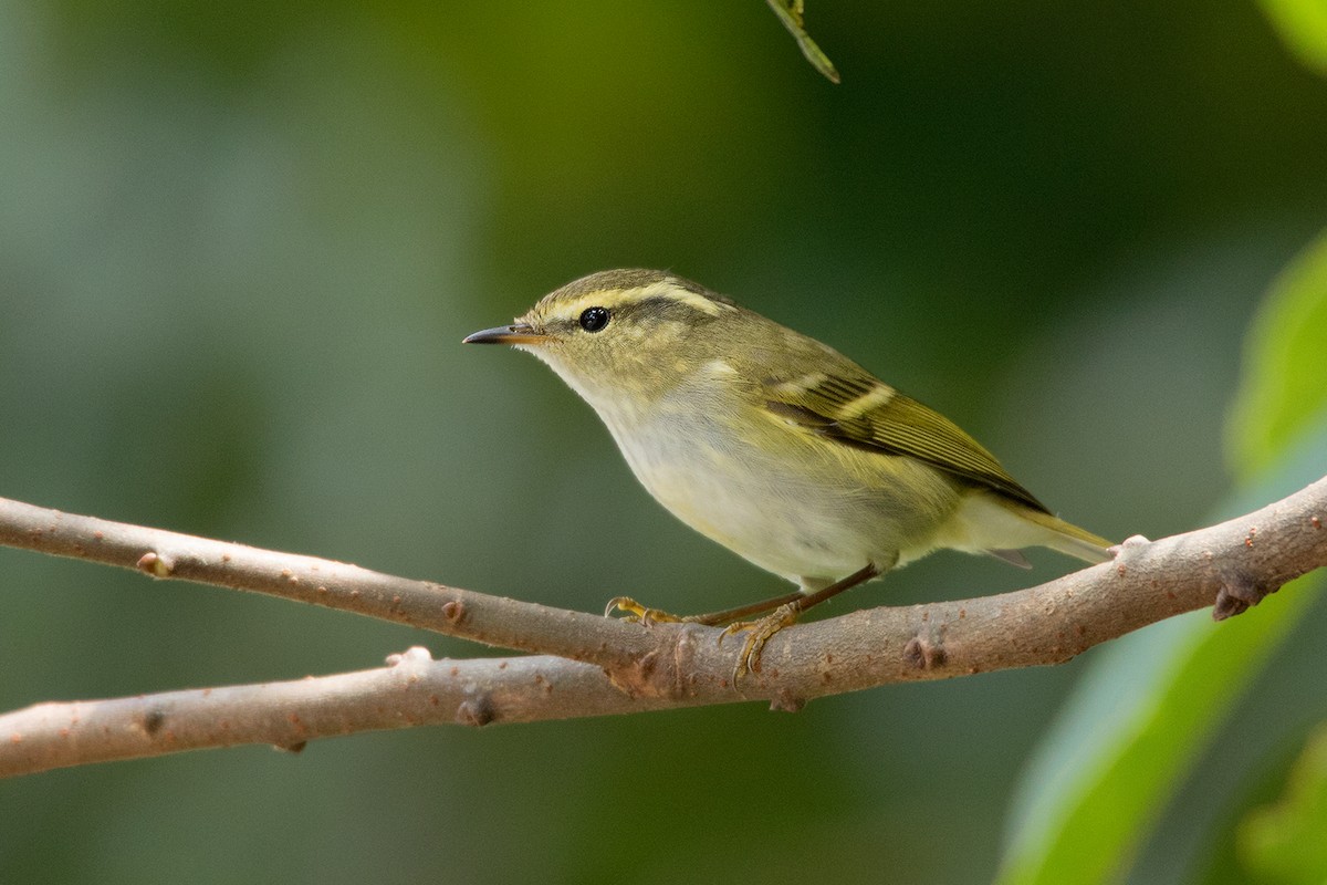 Yellow-browed Warbler - ML130100561