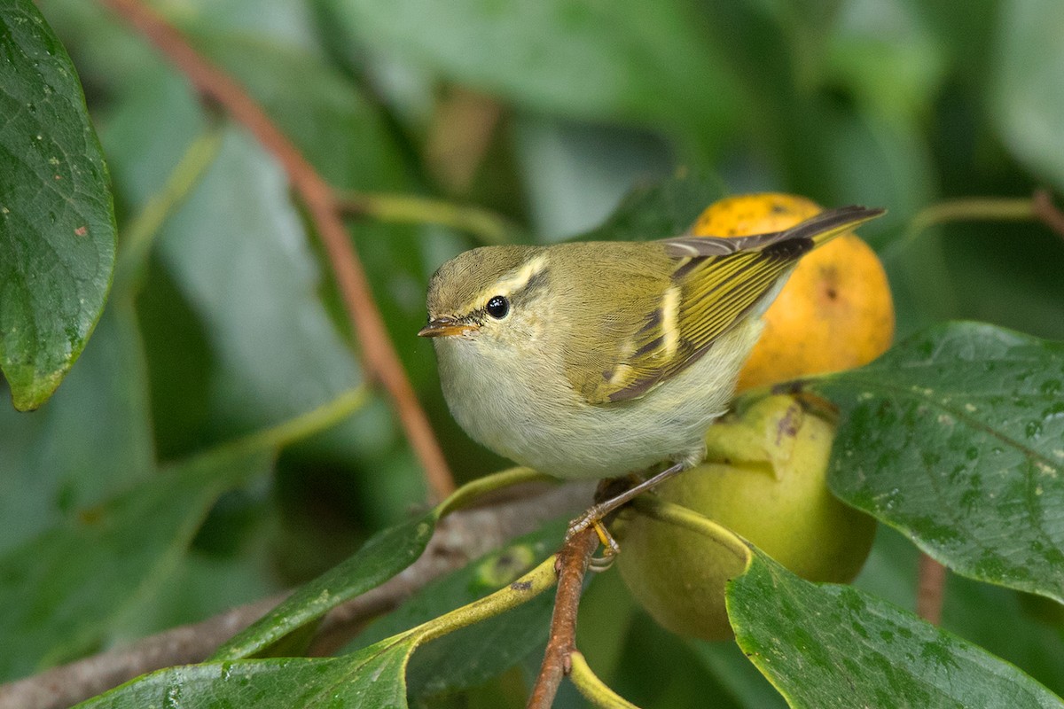 Yellow-browed Warbler - ML130100571