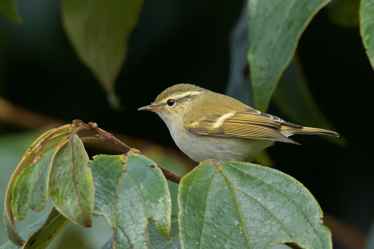 Yellow-browed Warbler - ML130100581