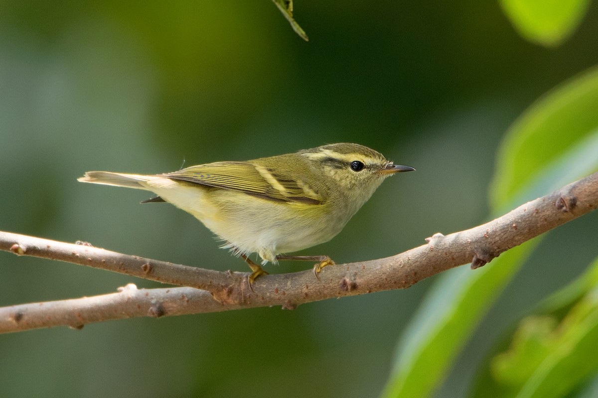 Yellow-browed Warbler - ML130100621