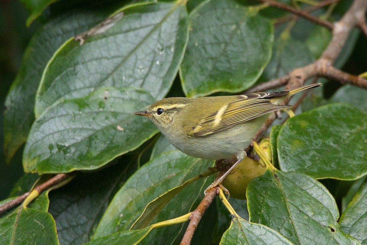 Yellow-browed Warbler - ML130100631