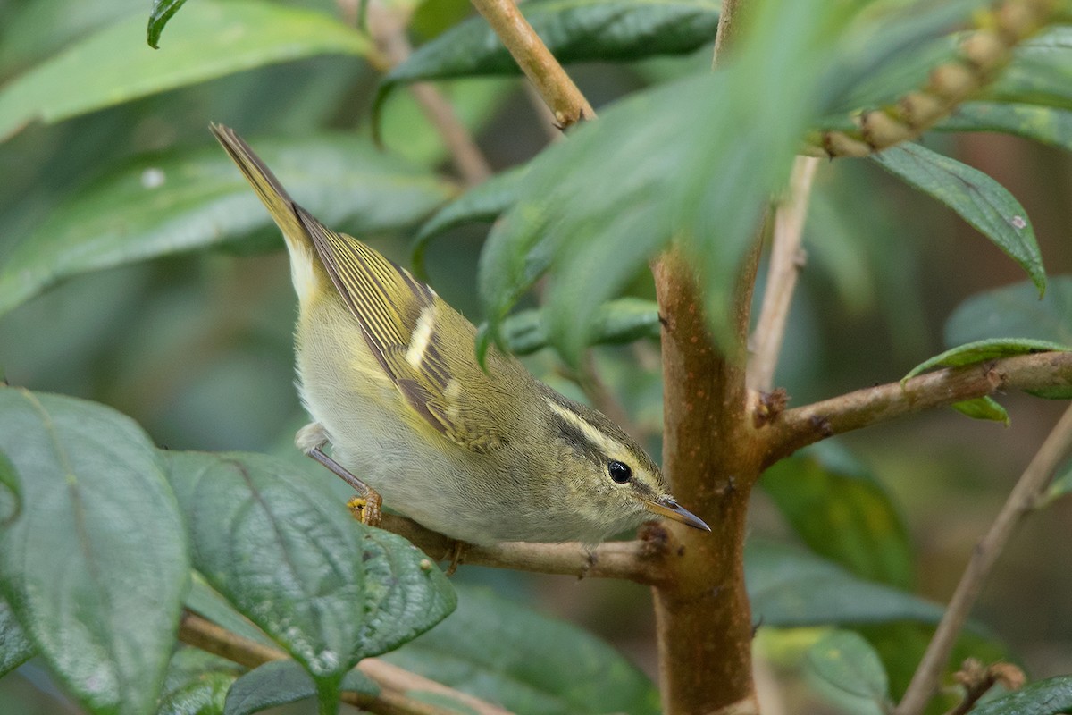 Hume's Warbler - ML130100651