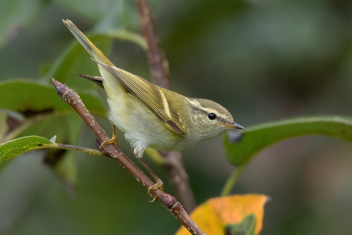 Hume's Warbler - ML130100671