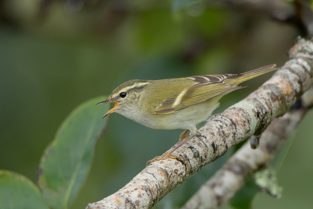 Hume's Warbler - ML130100741