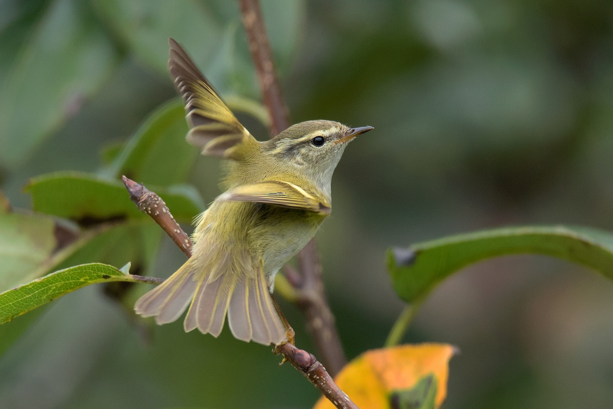 Hume's Warbler - ML130100751