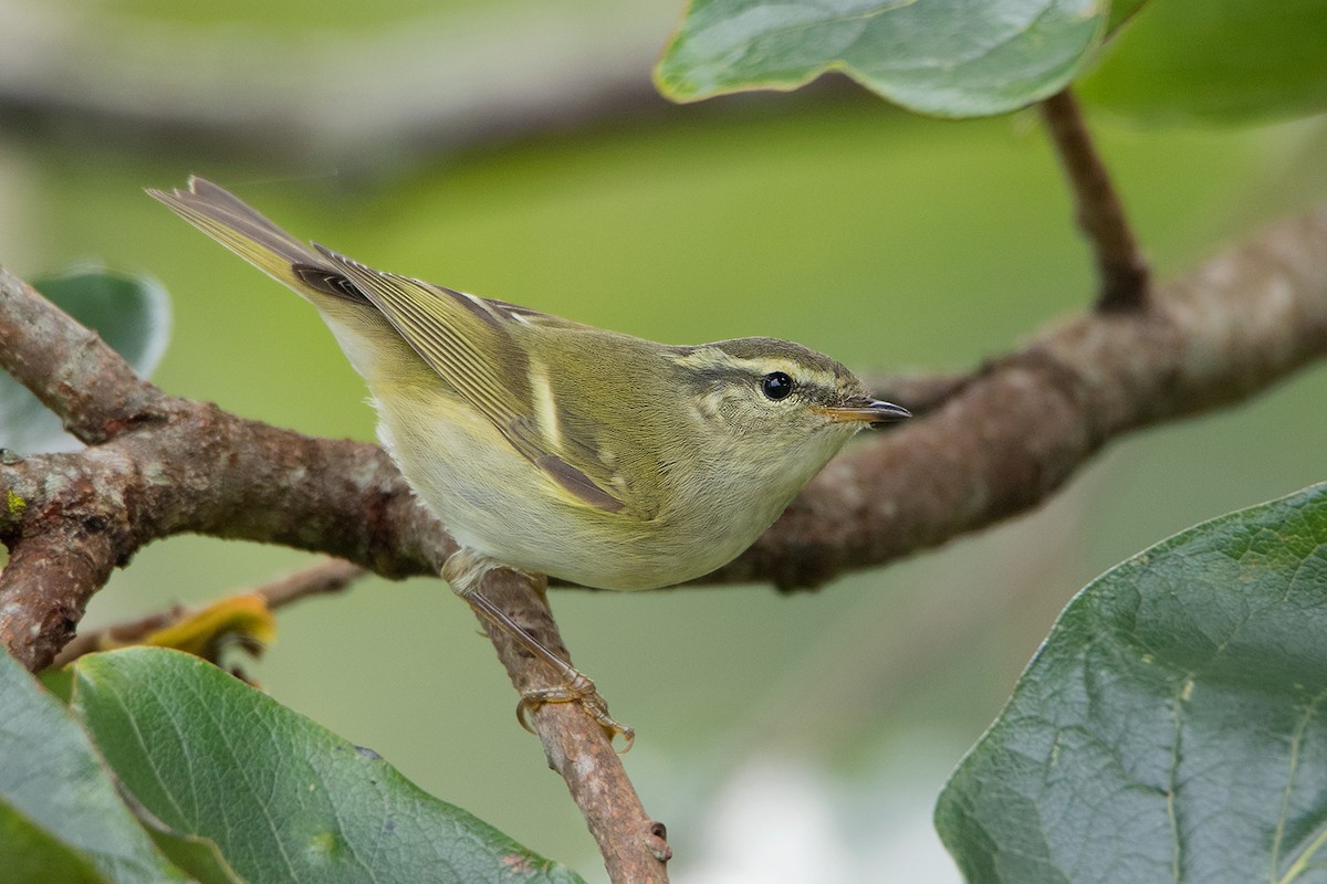 Hume's Warbler - ML130100761