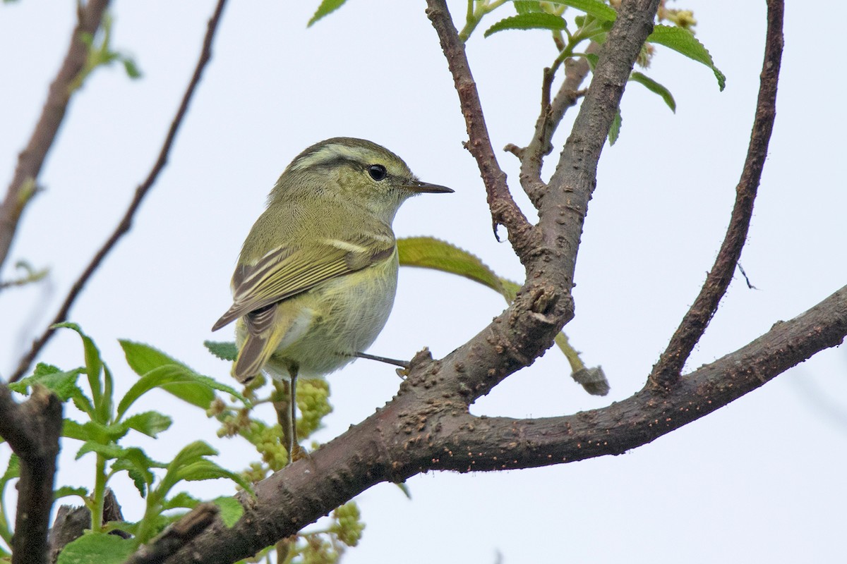Hume's Warbler - ML130100771