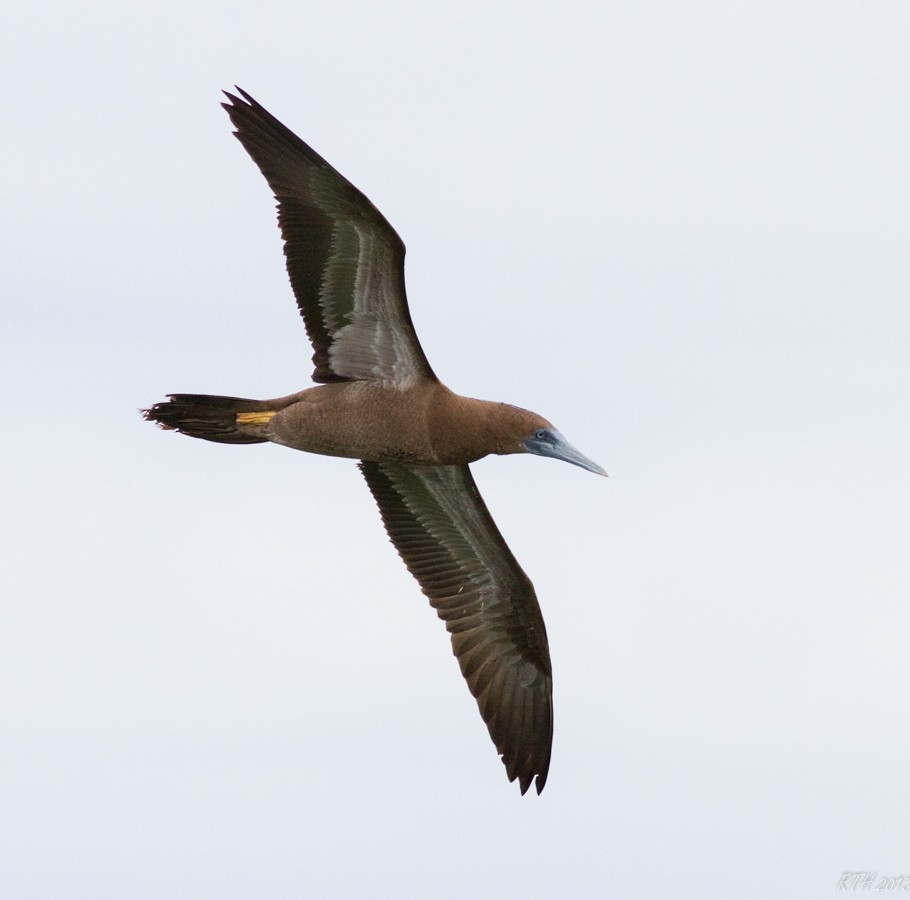 Brown Booby - ML130102401