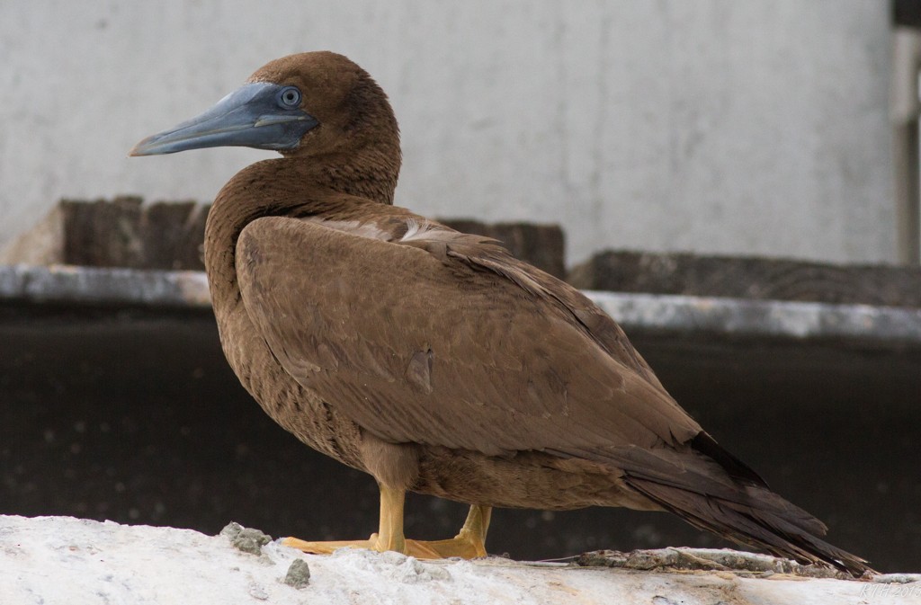 Brown Booby - ML130102411
