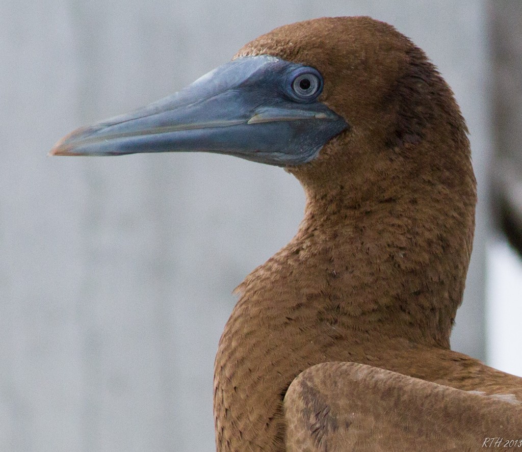 Brown Booby - ML130102451