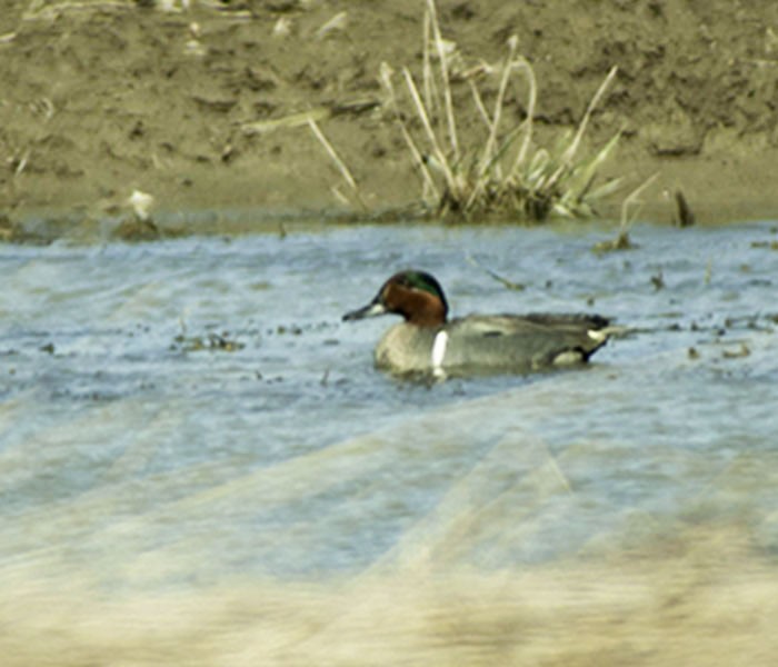 Green-winged Teal - ML130104611