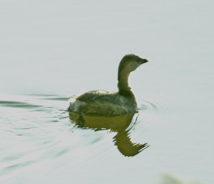 Pied-billed Grebe - Marianne Taylor