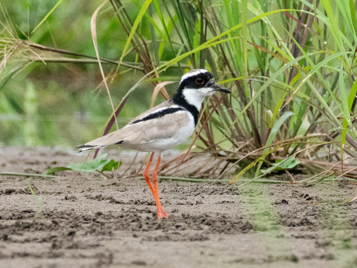 Pied Plover - T I