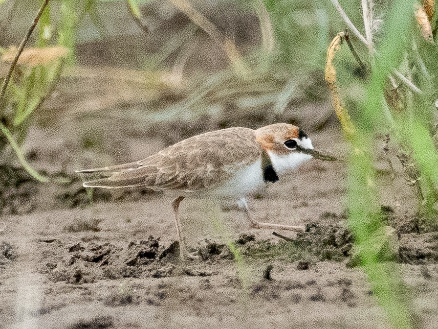 Collared Plover - ML130113141