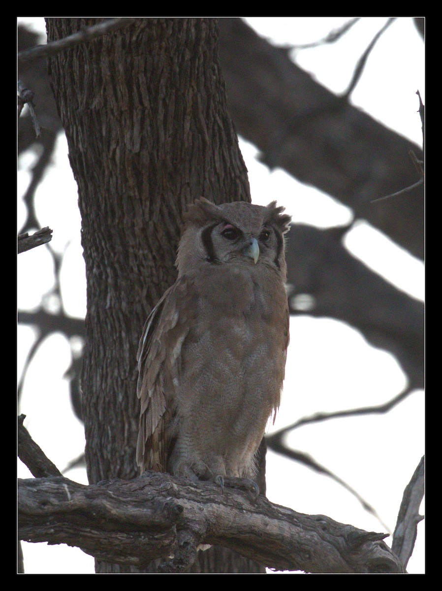 Verreaux's Eagle-Owl - ML130118251