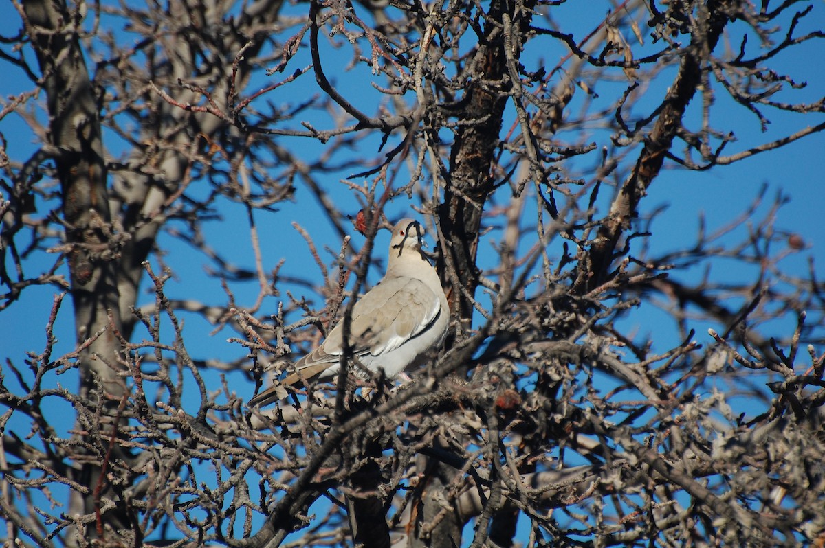 White-winged Dove - ML130118311