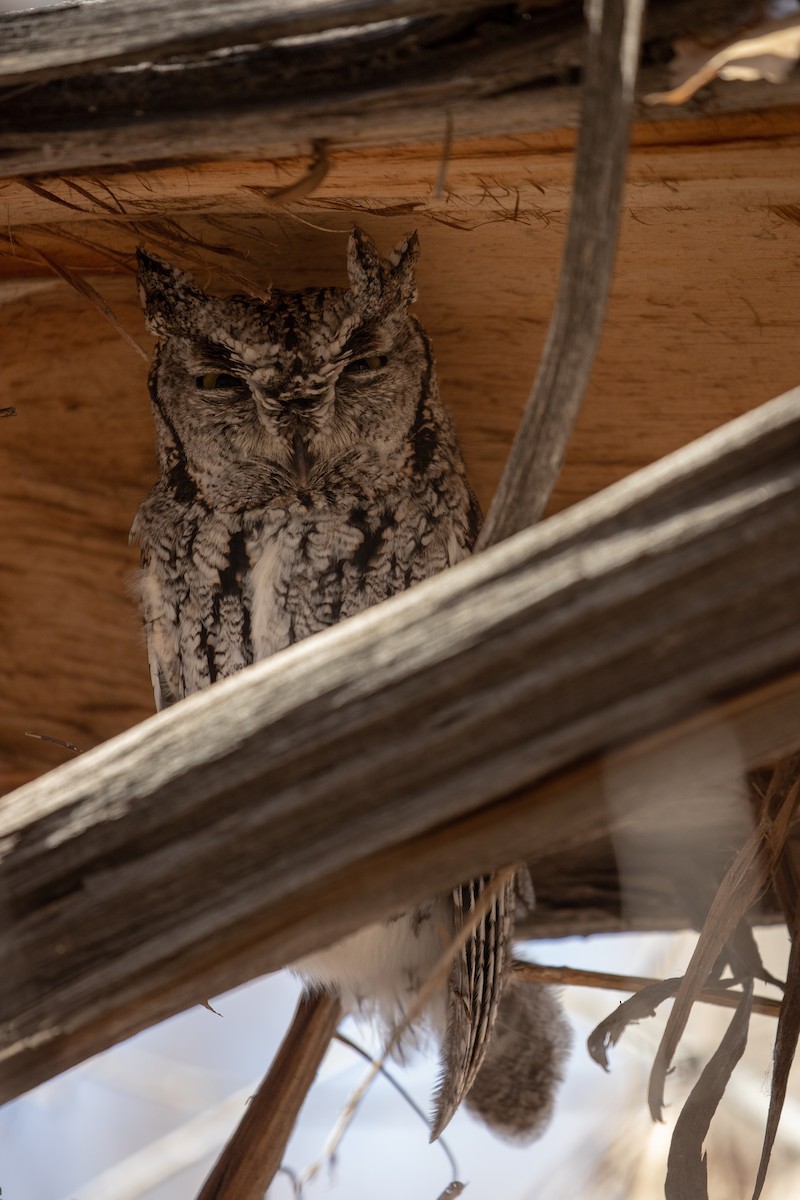 Western Screech-Owl - Anonymous