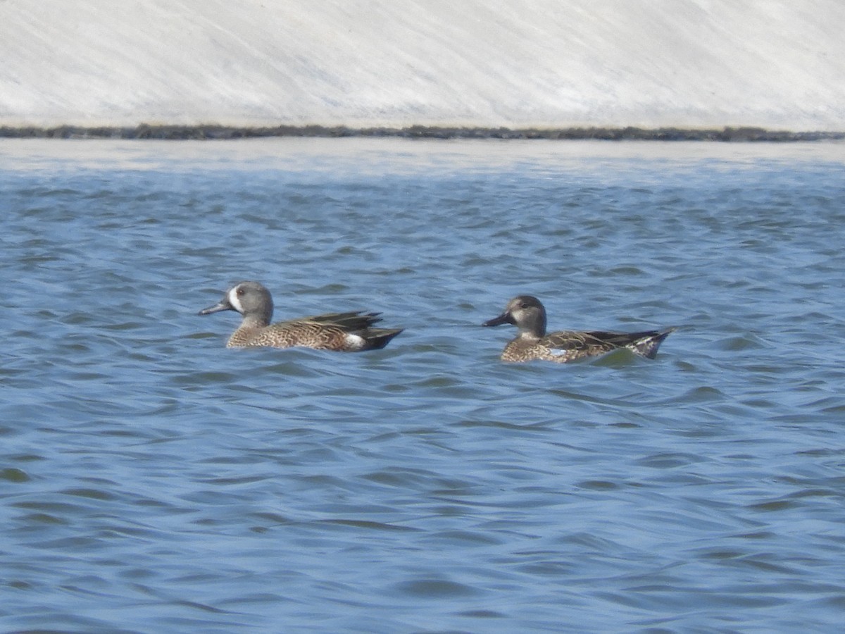 Blue-winged Teal - Cliff Cordy