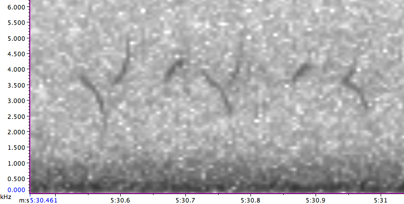 "Шишкар ялиновий (Appalachian, або тип 1)" - ML130129531