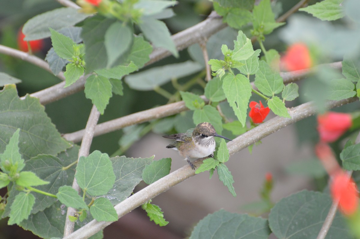 Ruby-throated Hummingbird - ML130133501