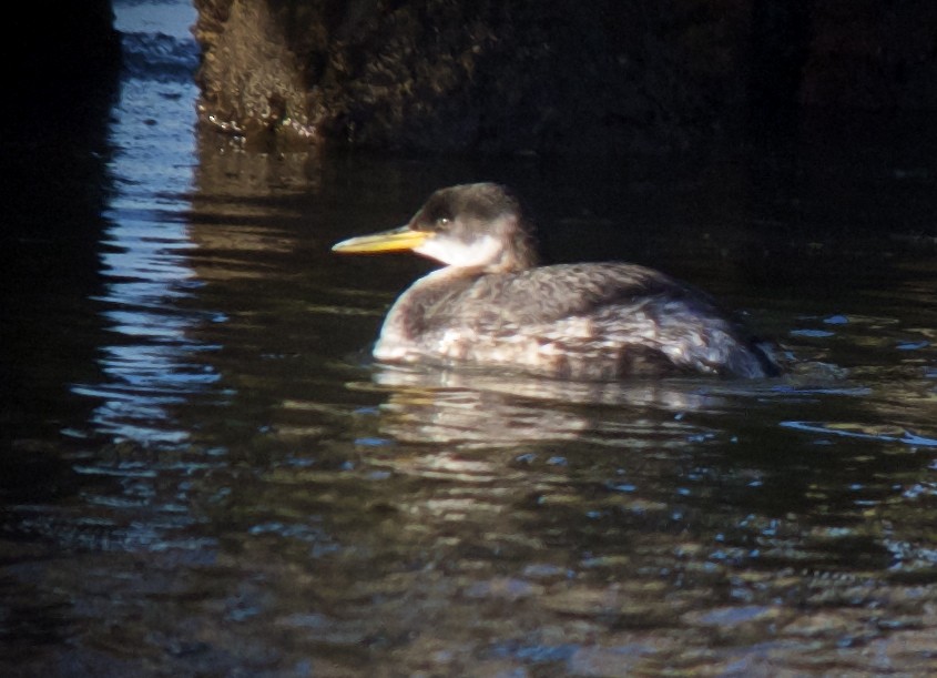 Red-necked Grebe - ML130135671
