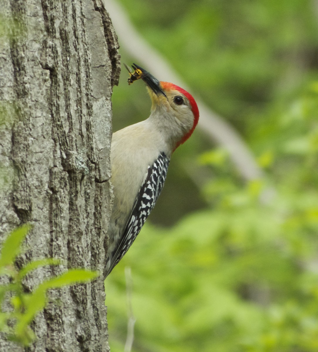 Red-bellied Woodpecker - John Gluth