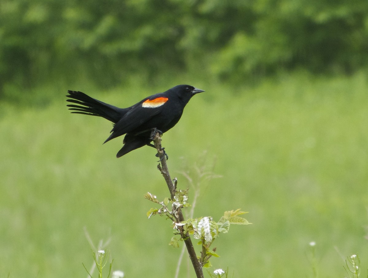 Red-winged Blackbird - John Gluth