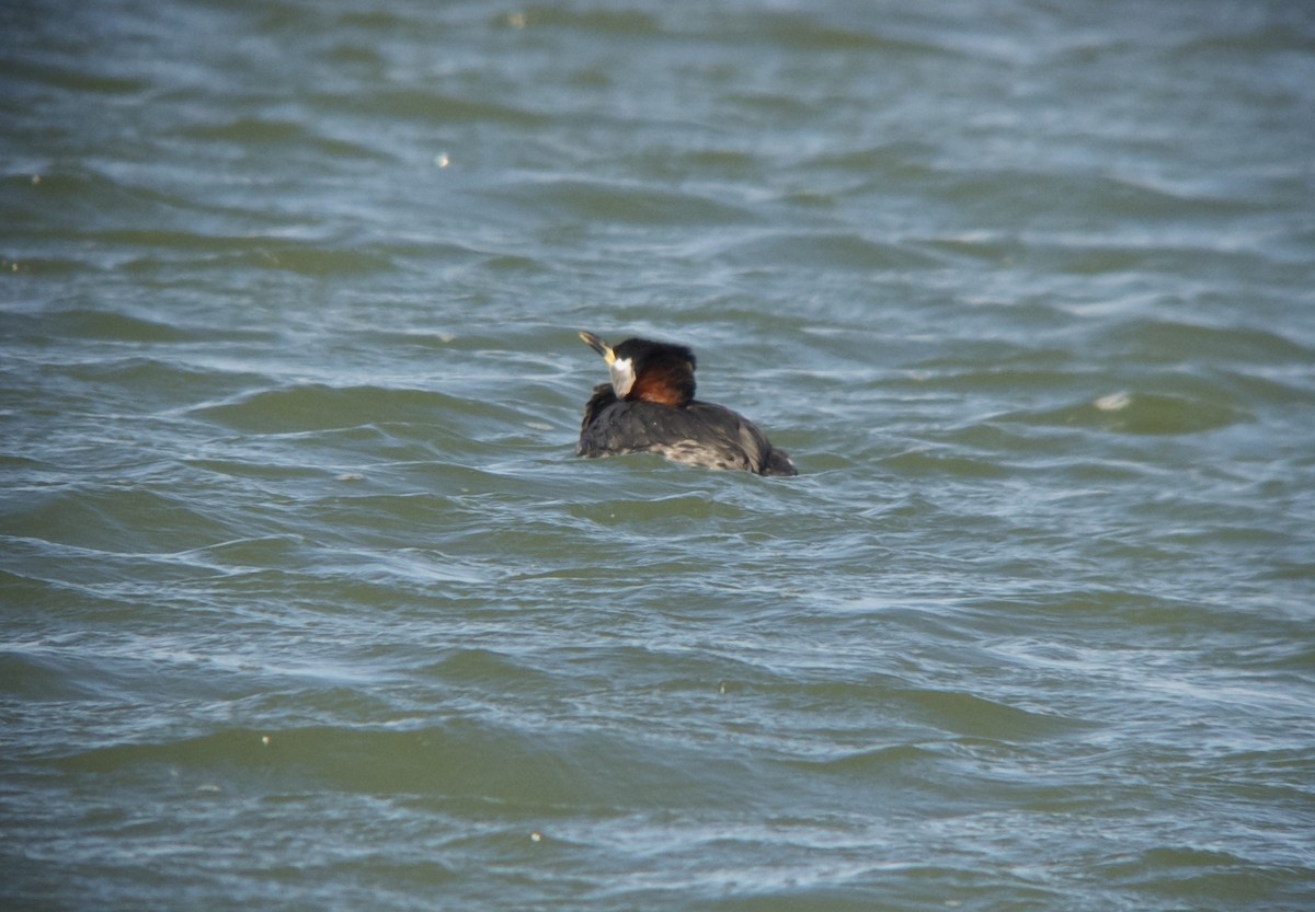 Red-necked Grebe - ML130139111