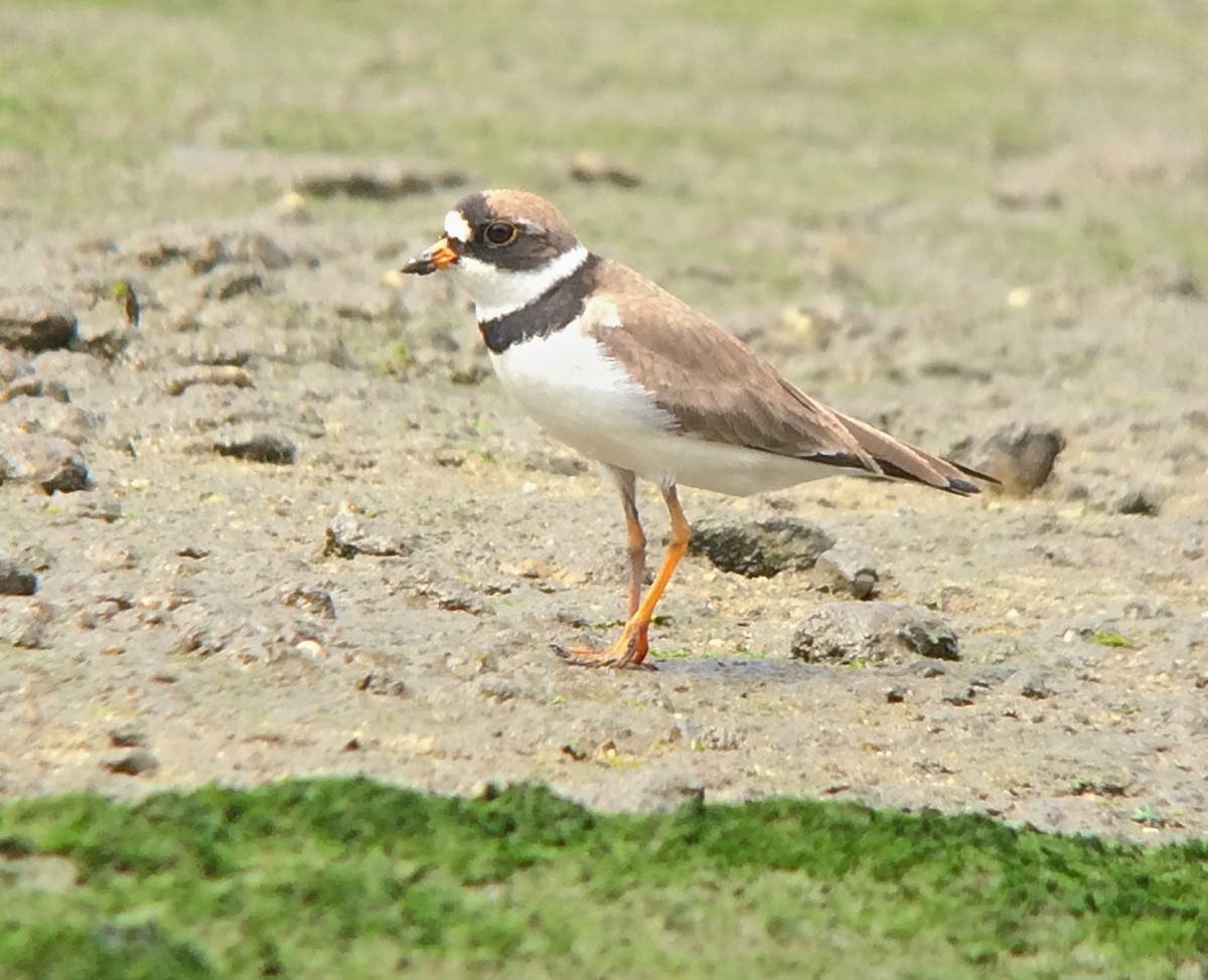 Semipalmated Plover - John Gluth