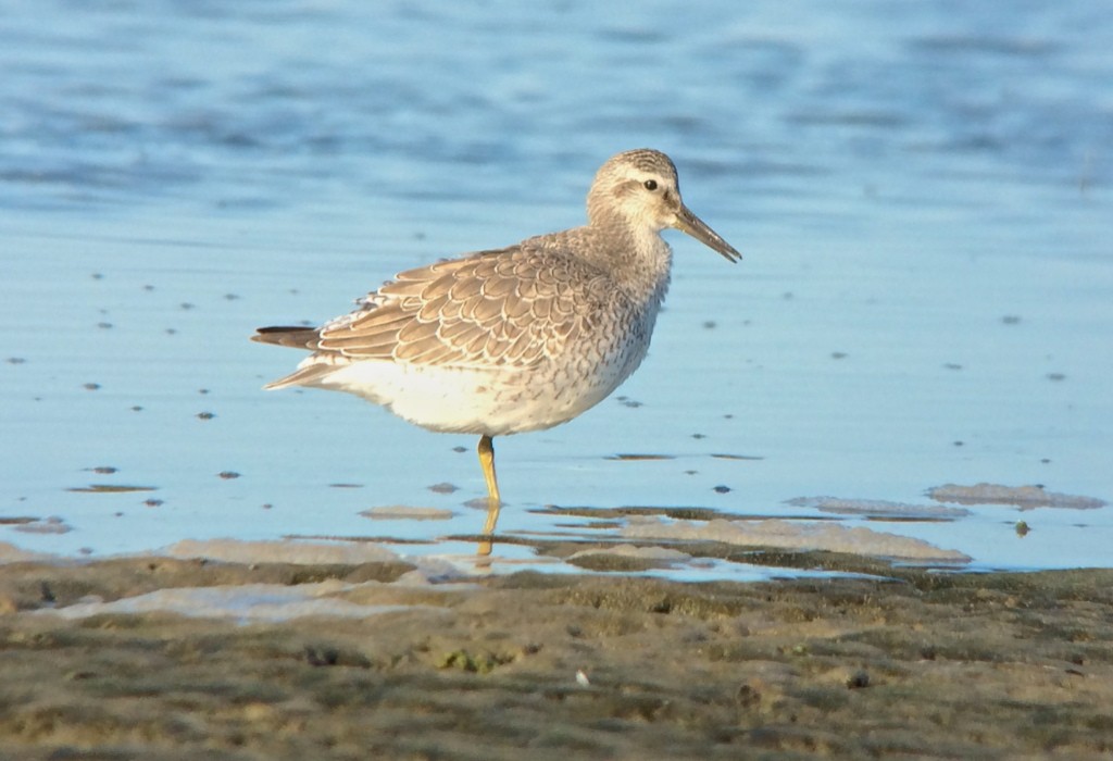 Red Knot - ML130140241