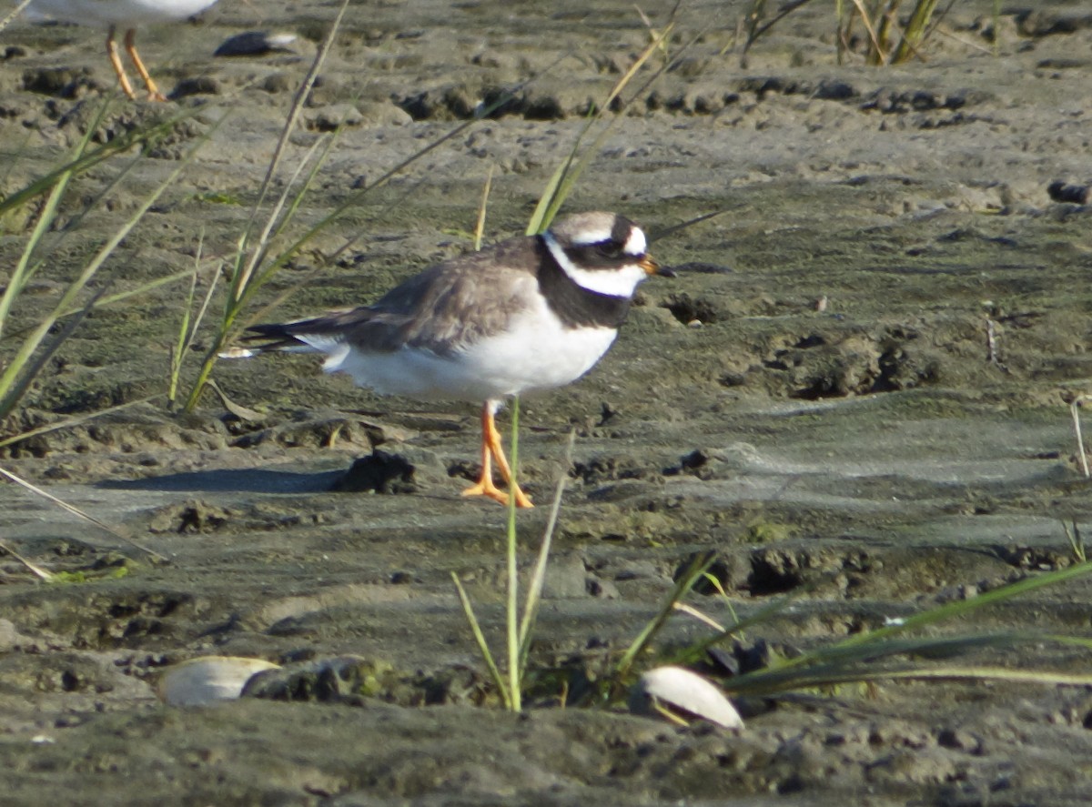 Common Ringed Plover - ML130140281