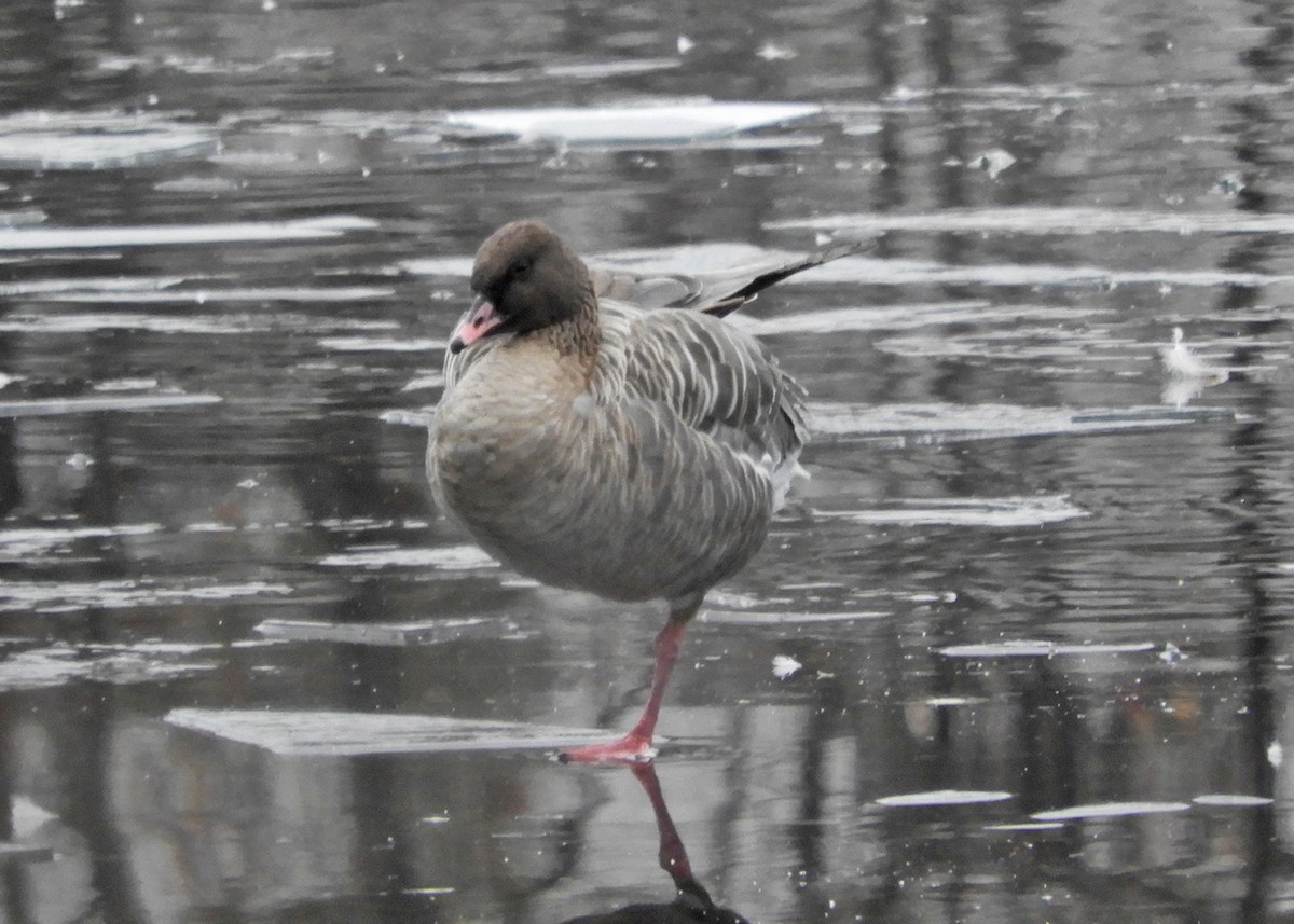 Pink-footed Goose - ML130140861